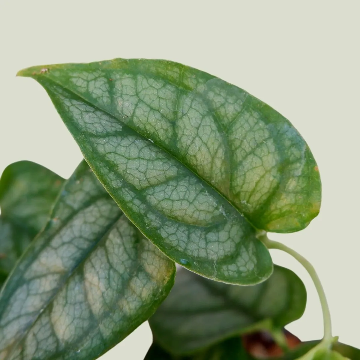 Silver Monstera