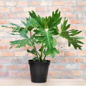 Split Leaf Philodendron - EXTRA LARGE