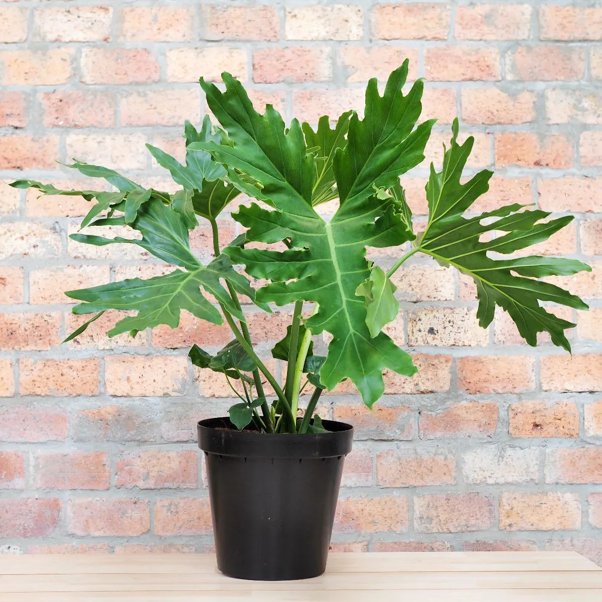 Split Leaf Philodendron - EXTRA LARGE