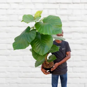 Umbrella Tree Fig