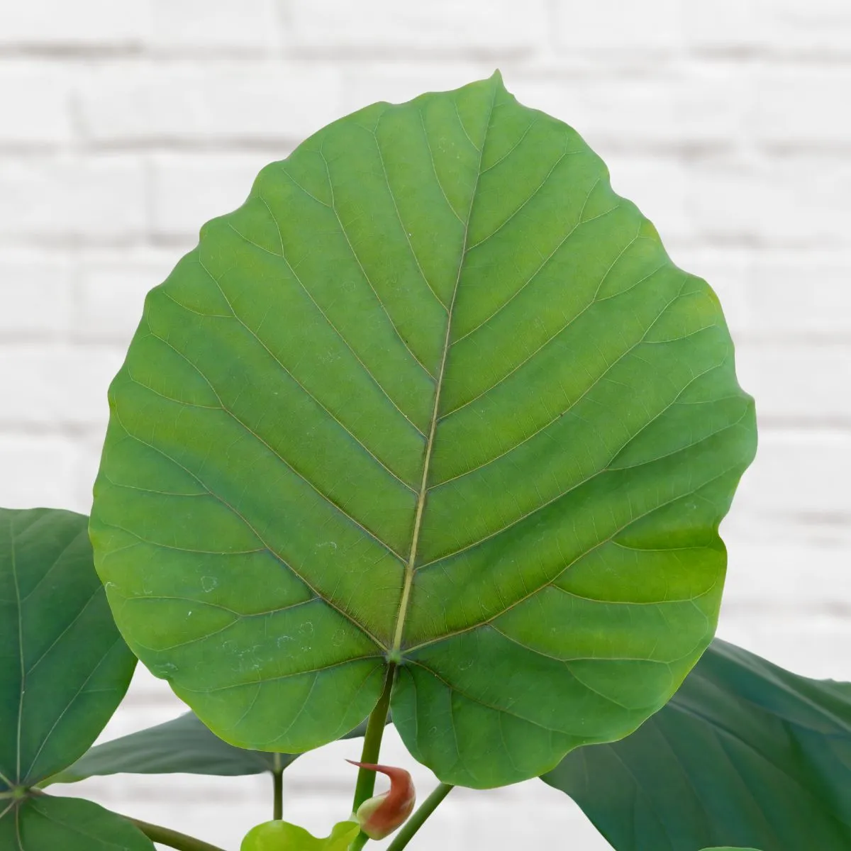 Umbrella Tree Fig