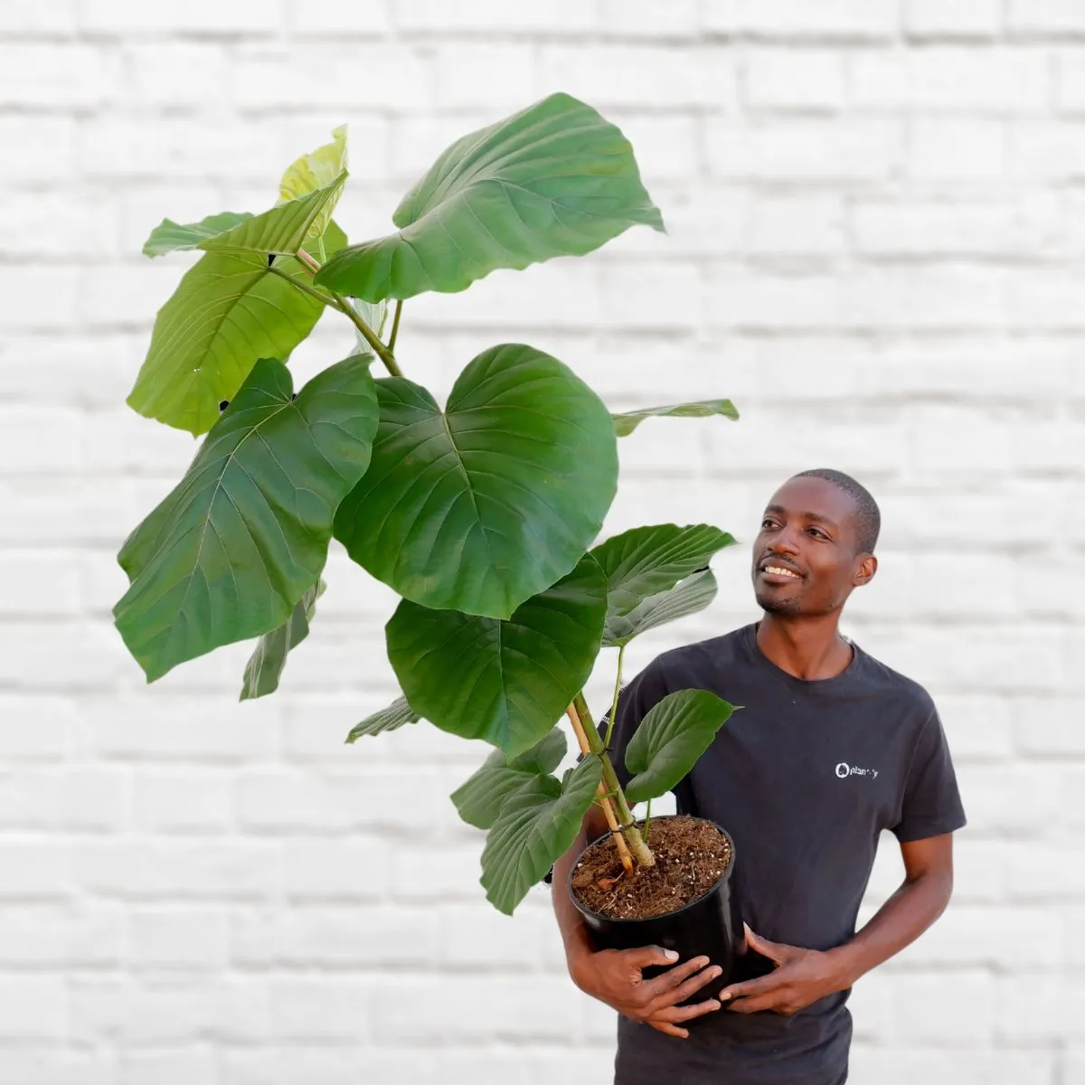 Umbrella Tree Fig