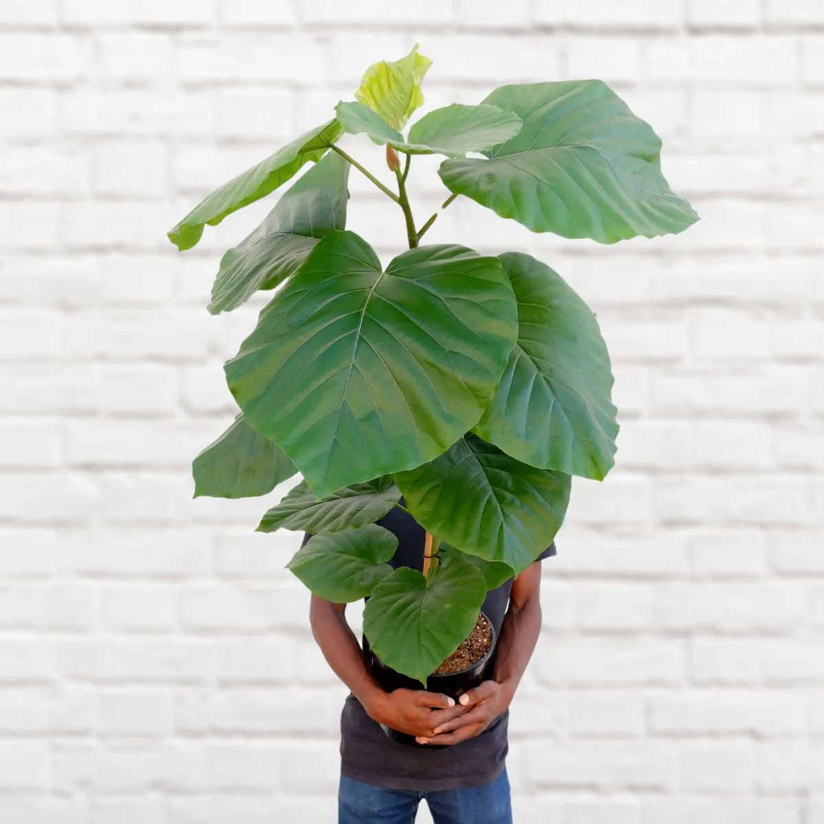 Umbrella Tree Fig