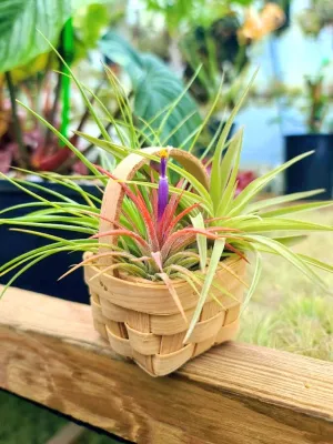 Wicker Basket w/ Three Air Plants