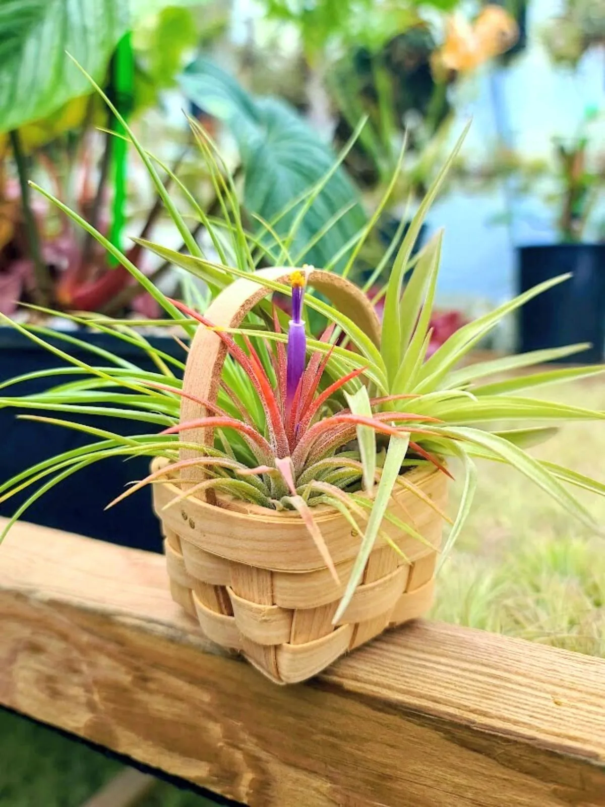 Wicker Basket w/ Three Air Plants