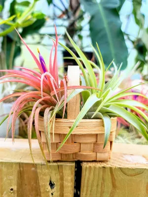 Wicker Basket w/ Two Air Plants