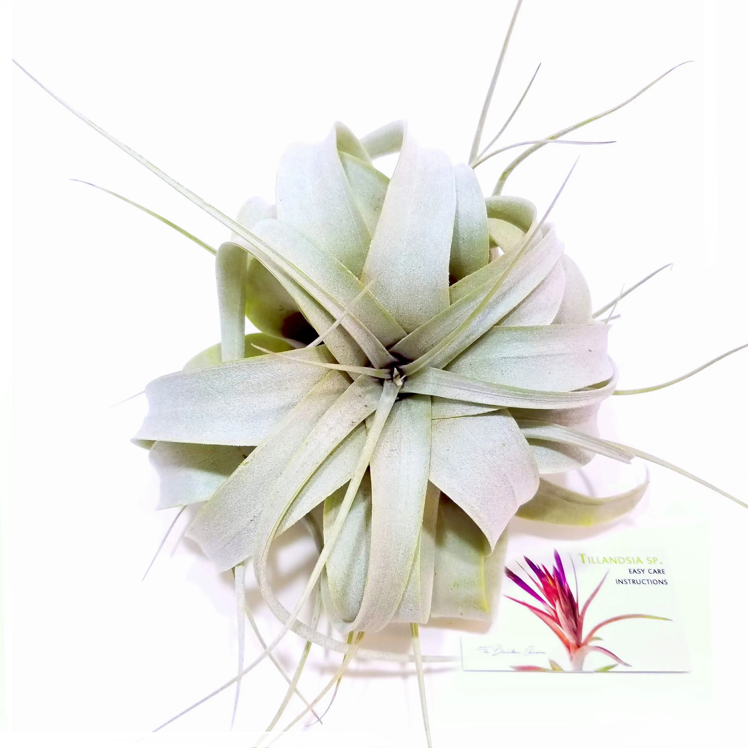 Xerographica Air Plant (Medium)